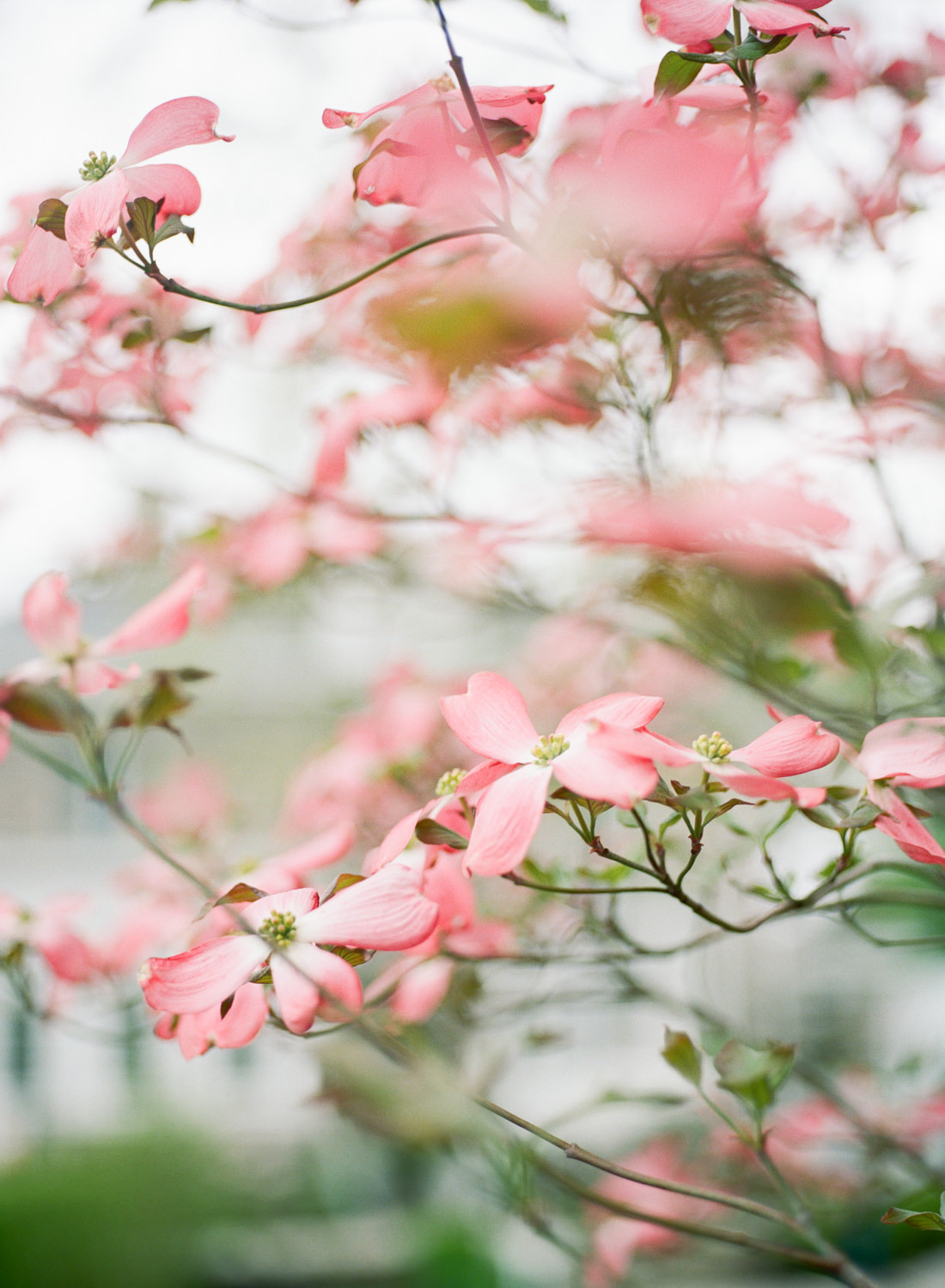 Pink spring flowers, Erica Robnett Photography