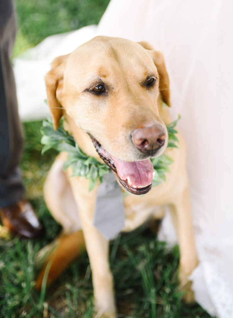 Yellow lab dog with wedding wreath and tie; St. Louis wedding photographer