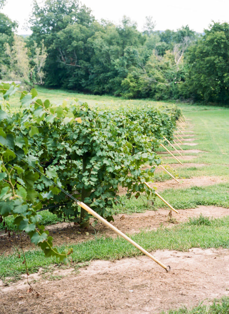 Vineyards at Defiance Ridge Vineyards; St. Louis fine art film wedding photographer Erica Robnett Photography