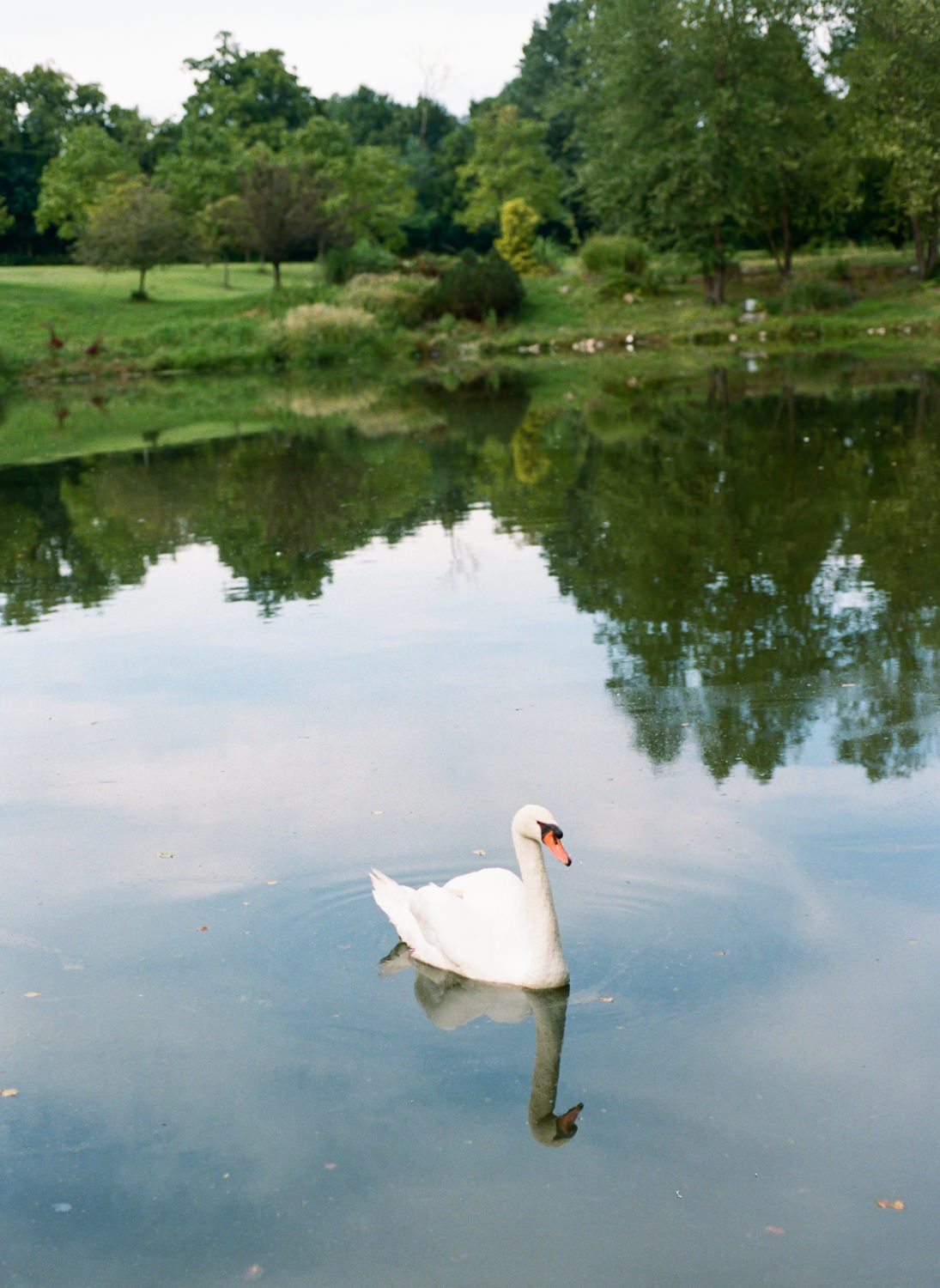 Swan at Defiance Ridge Vineyards; St. Louis fine art film wedding photographer Erica Robnett Photography
