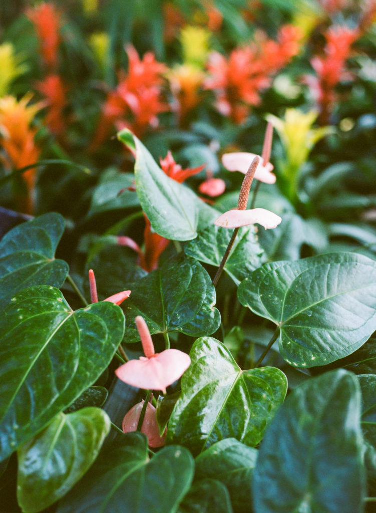 St. Louis wedding venue Forest Park Jewel Box; St. Louis wedding photographer Erica Robnett Photography